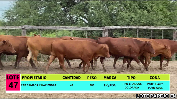 Lote LOTE 47 - 44 VAQUILLAS CBO 0