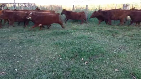 Lote 28 Vaquillonas en Daireaux, Buenos Aires