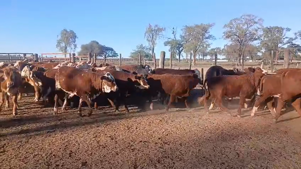 Lote 105 Terneras en Santiago del Estero, Tintina