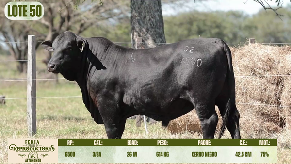 Lote LOTE 50