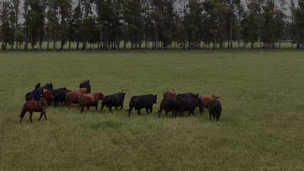 Lote Lote 19 Vacas de invernada