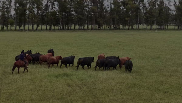 Lote Lote 18 Terneras Negras
