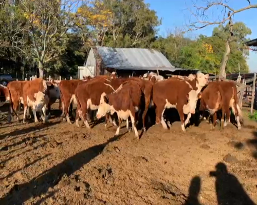 Lote VACAS INVERNADA