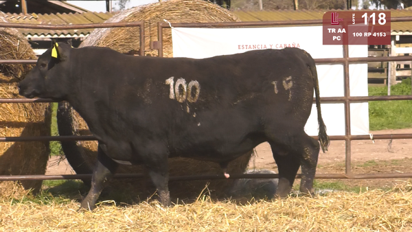 100 4153 — TOROS ANGUS NEGROS  PC