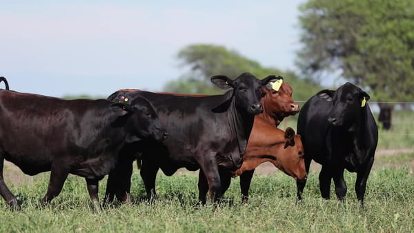 Lote Vaquillonas Brangus Preñadas - Cabaña El Sapucay