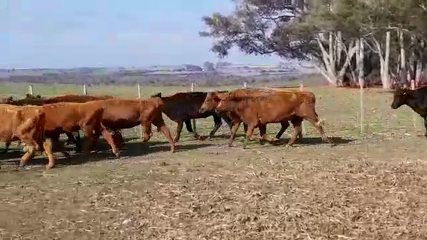 Lote VACAS DE INVERNADA