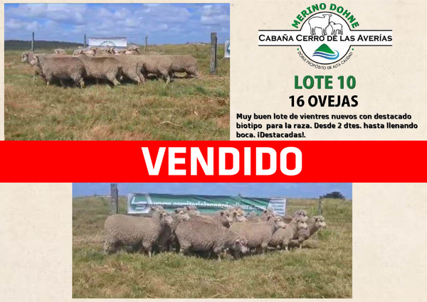 Lote LOTE 10