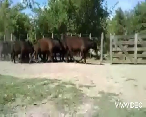 Lote 36 Terneros/as en Verónica, Buenos Aires