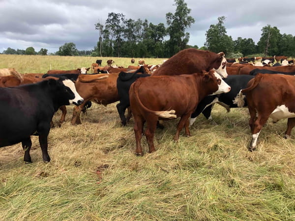 Lote 45 Novillo Gordo en Purranque, X Región Los Lagos