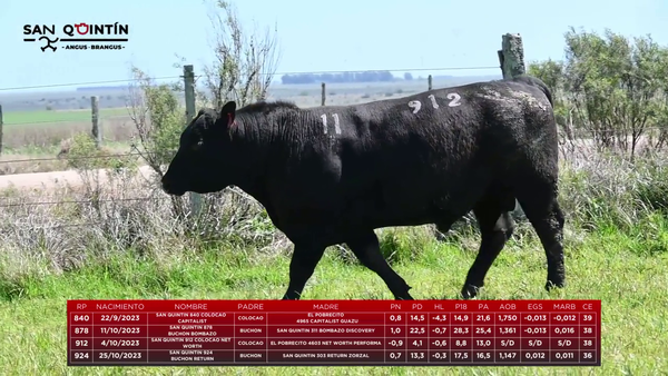 Lote LOTE 11 - ABERDEEN ANGUS PI