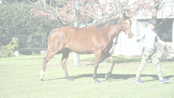 Lote FAREEDA (STORMY ATLANTIC -  S. S. ASIATIC)  Preñez por HI HAPPY