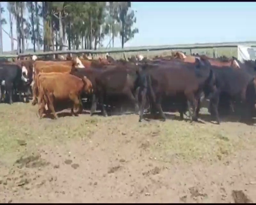 Lote 120 Terneros/as en San Salvador, Entre Ríos