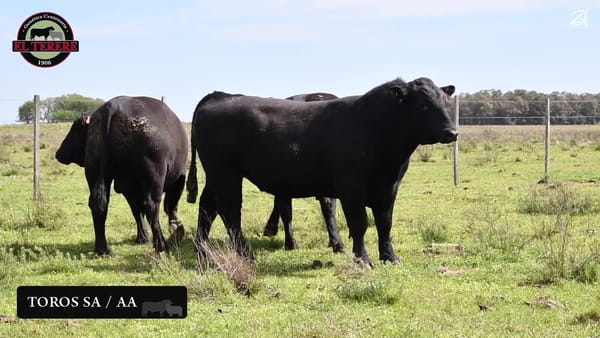 Lote TOROS SA