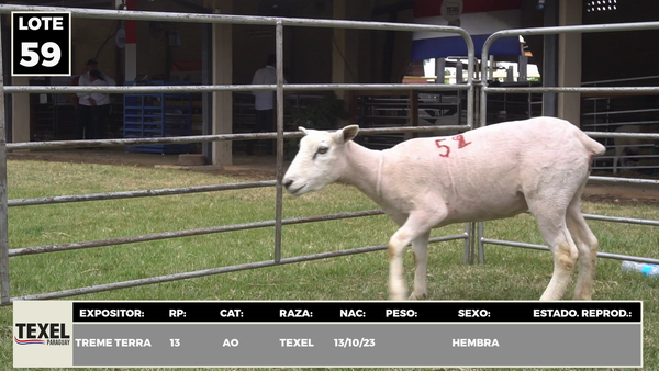 Lote LOTE 59