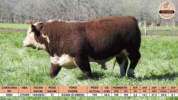 Lote TOROS PUROS REGISTRADOS "SAN SIMON"