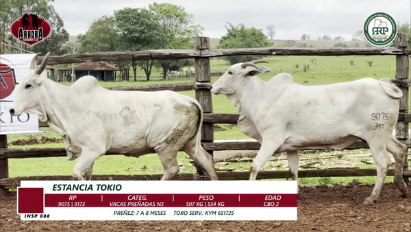 Lote VACAS PREÑADAS N3