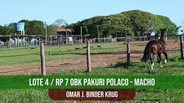 Lote OBK PAKURI POLACO