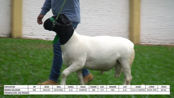 Lote Dorper Expo Internacional 2022 - Lote 23