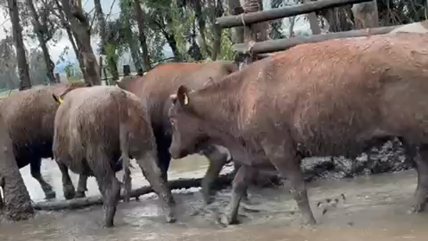 Lote 50 Vaquilla Gorda en Yerbas Buenas, VII  Región Maule