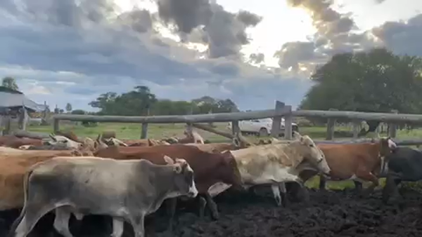 Lote 80 Vaquillonas en Pto. Eva Perón, Chaco