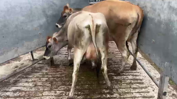 Lote 2 Vaquillonas  400kg - , San José