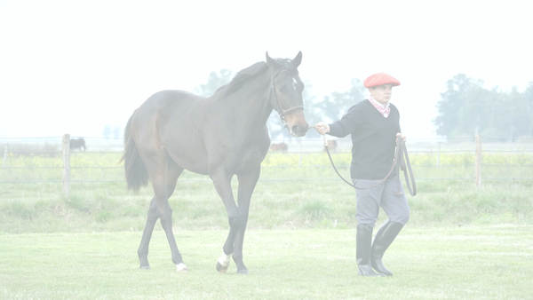 Lote EL DIVERTIDO NIK (NICODEMUS -  LA BULLICIOSA)