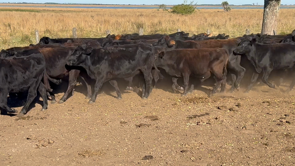 Lote 50 Novillitos