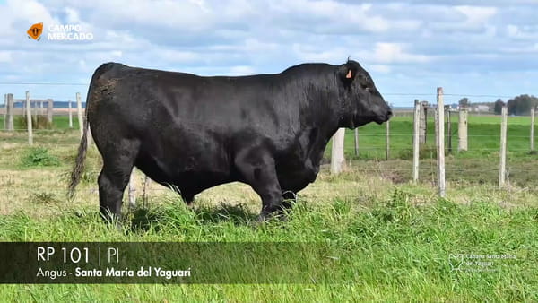 Lote RP 101