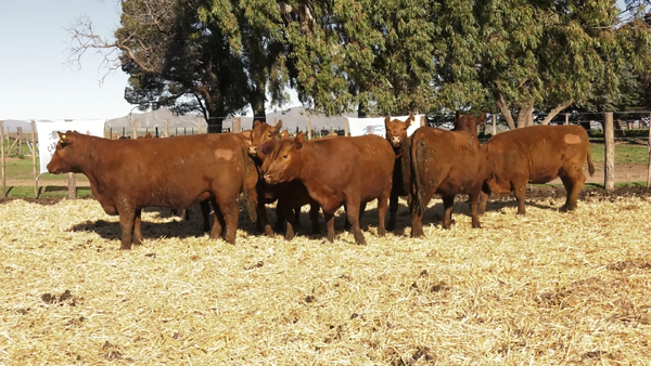 Lote VAQUILLONAS  PC  PARICION OTOÑO