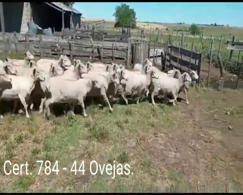 Lote OVEJAS