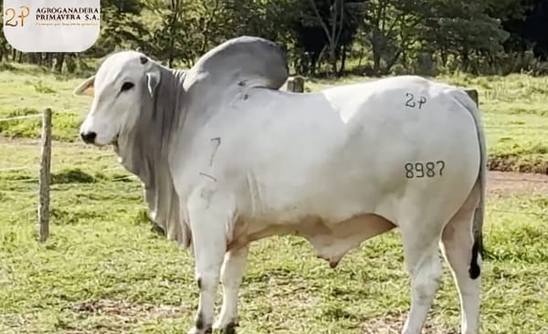 Lote LOTE 13