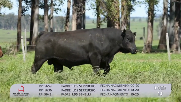 Lote 3 Toros SA, Artigas