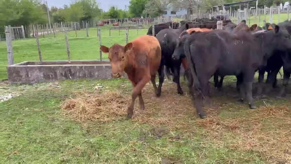 Lote ESCUELA AGRARIA LA CAROLINA 15 VAQUILLONAS 2 AÑOS