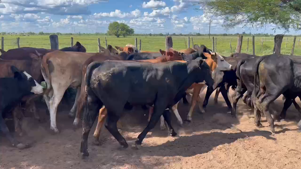 Lote 77 Terneros/as en Juan José Castelli, Chaco