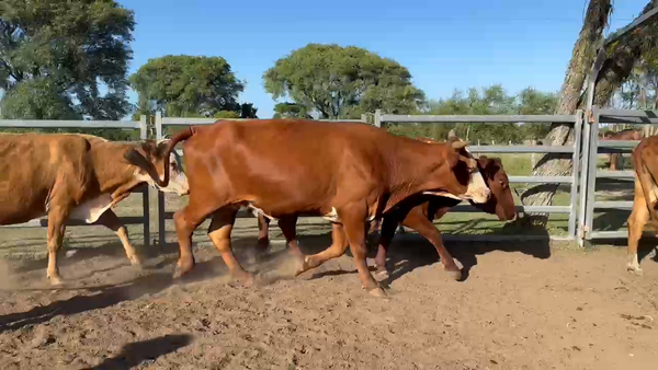 Lote 117 Vacas de invernar en Corrientes, Bonpland