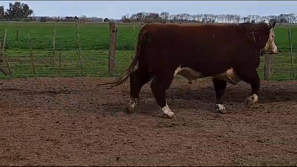 Lote TORO PURO DE PEDIGREE