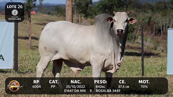 Lote LOTE 26
