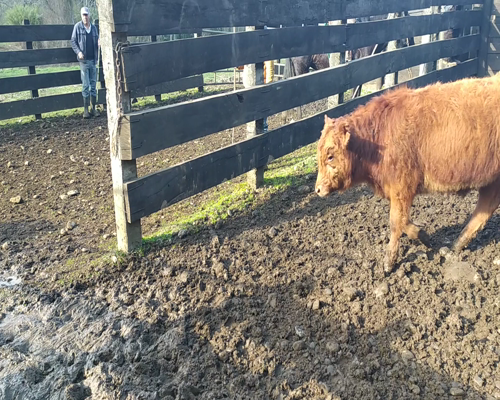 Lote 80 Ternero en Cunco, IX Región Araucanía