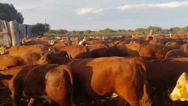 Lote 120 Terneros/as en Corrientes, Curuzú-Cuatiá
