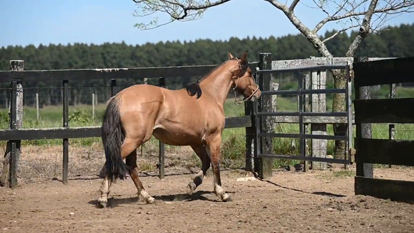 Lote EL  GAVILÁN  RUBIA  LINDA