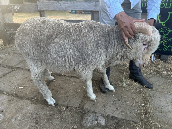 Lote Borrego 2D (MO: Si)