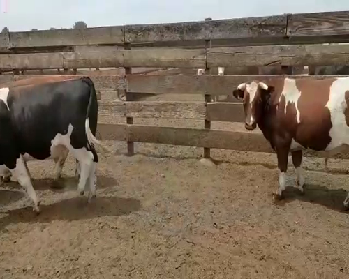 Lote 20 Novillo Gordo en Los Ángeles, VIII Región Biobío