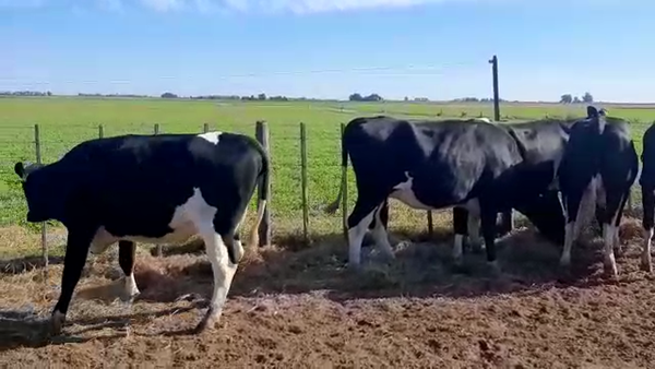Lote Vaquillonas Preñadas - Agropecuaria Don Roque