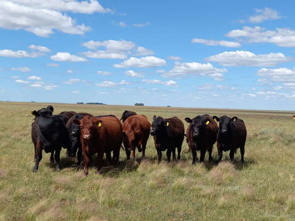 Lote 25 Vaquillonas C/ gtia de preñez en Laprida, Buenos Aires