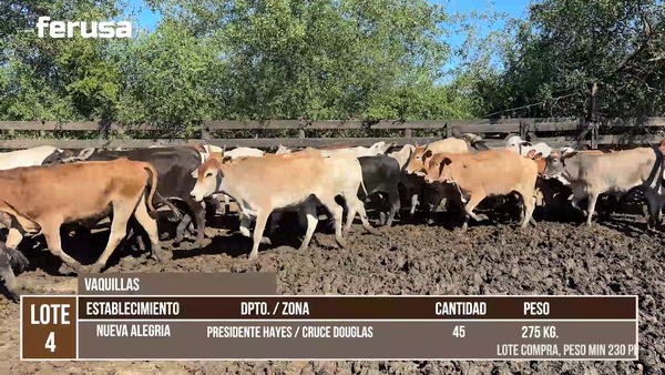 Lote LOTE 4