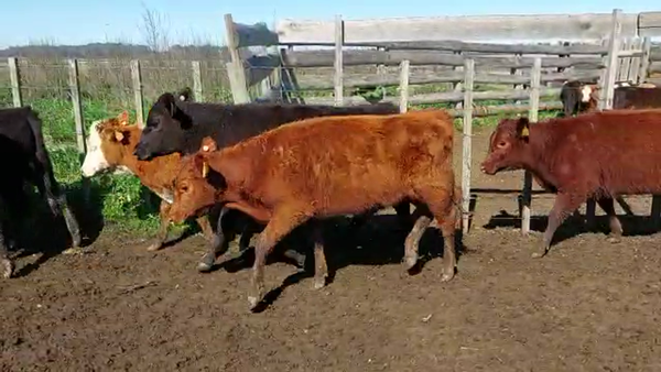 Lote 21 Terneras ANGUS 185kg - , San José