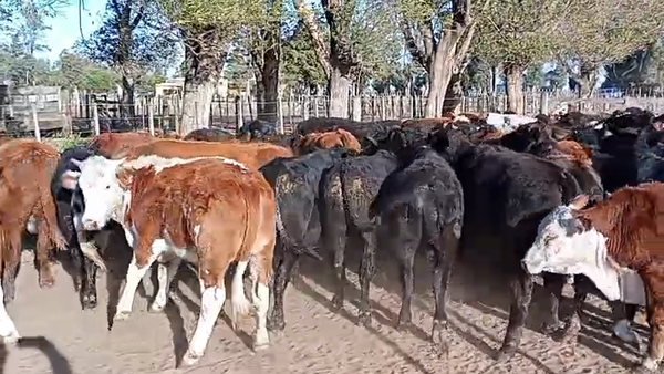 Lote 79 Novillitos en Del Campillo, Córdoba