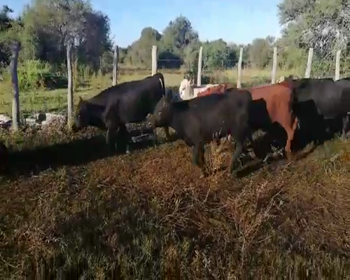 Lote 75 Terneros/as en Federal, Entre Ríos