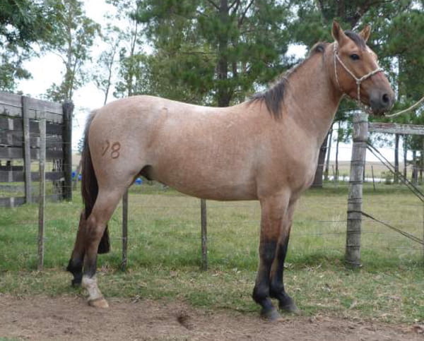 Lote SARANDI ESCONDIDO