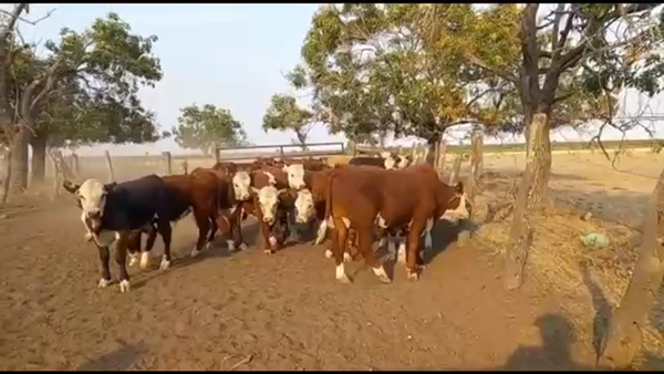 Lote 45 Terneros en San Salvador, Entre Ríos